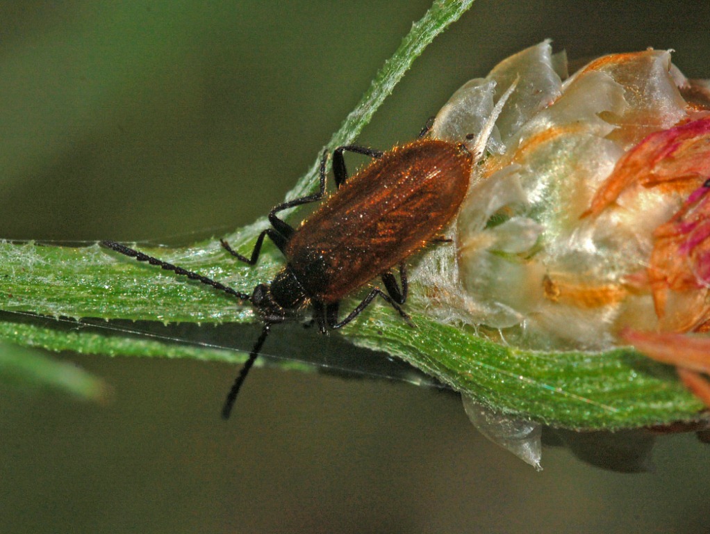 Un piccolo coleottero bruno - Lagria sp.